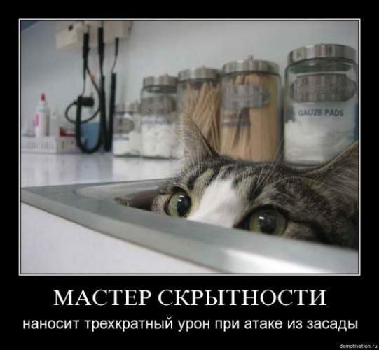 cats_so_funny16.jpg